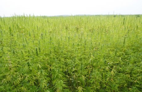 hemp cannabis field in france
